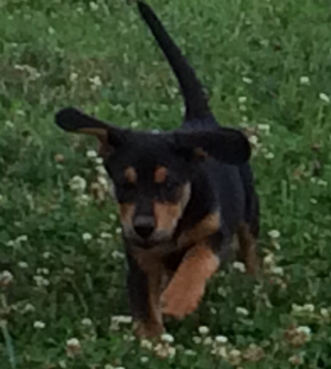 Photo of puppy running in grass