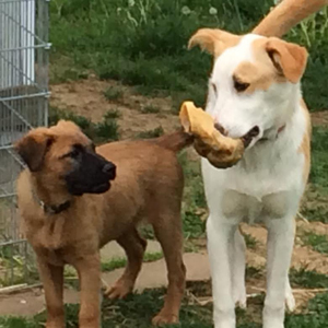 Photo of dog carrying bone and puppy watching