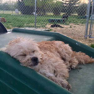 Photo of brown dog laying on ramp