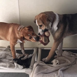 Photo of two dogs playing with bone