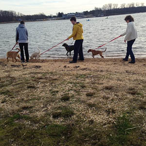 Photo of 3 volunteers walking 4 dogs on lakeside