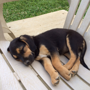 Photo of puppy sleeping in chair