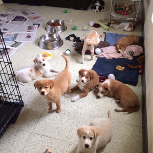 Photo of puppies in playroom