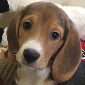 Photo of beagle puppy
