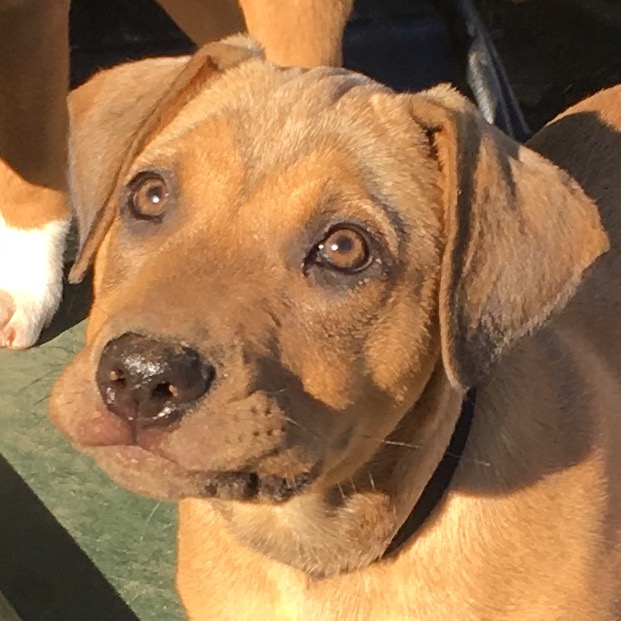 Photo of brown dog