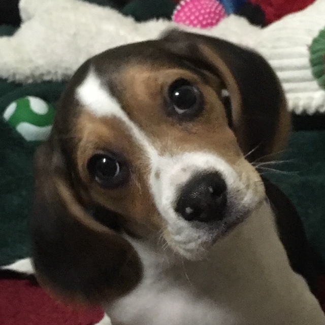 Photo of beagle puppy
