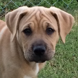 Photo of tan puppy with black muzzle