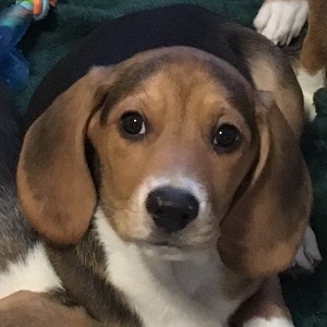 Photo of beagle