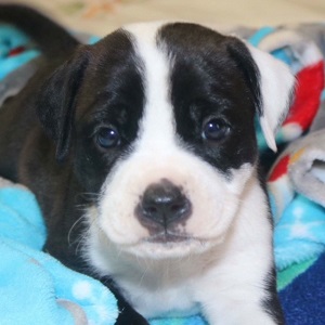 Photo of black and white puppy