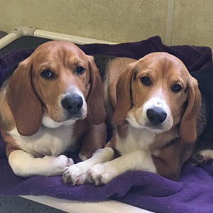 Photo of two beagles