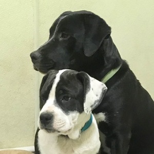 Photo of black and white dog and black dog