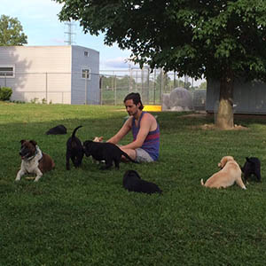 Photo of volunteer playing with dogs